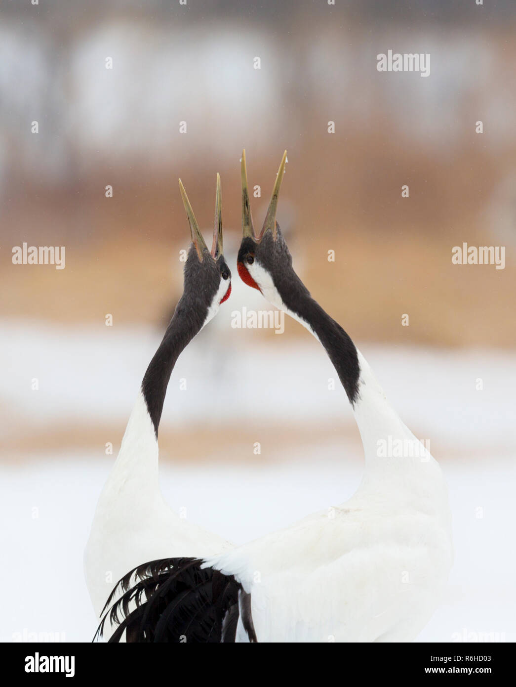 Red-Crowned ou Crane Grus japonensis ou Tancho pair dancing à Hokkaido au Japon pendant la migration d'hiver Banque D'Images