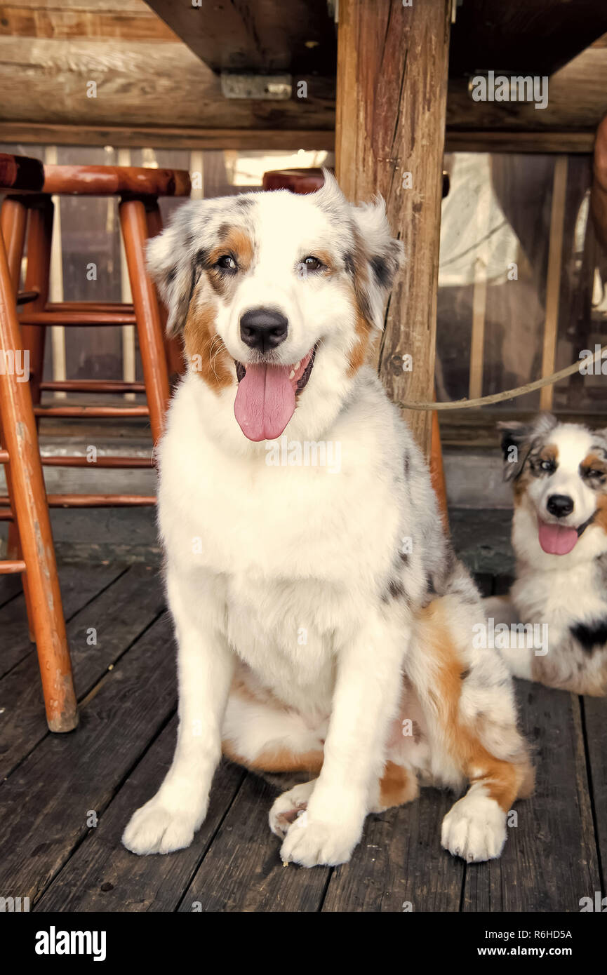 L'empathie et de l'assistance concept. Les chiens se reposant sur un plancher en bois dans la région de Key West, États-Unis d'Amérique. Chiots avec blanc, bruns et noirs en dessous de la table. Animaux domestiques et des animaux domestiques. Les amis et l'amitié. Banque D'Images