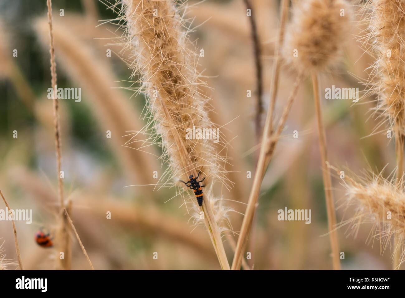 Insecte sur fleur de l'herbe d'or Banque D'Images