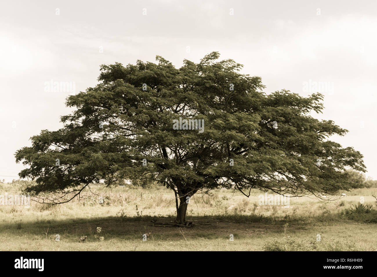 Dans le domaine de l'arbre de pluie Banque D'Images