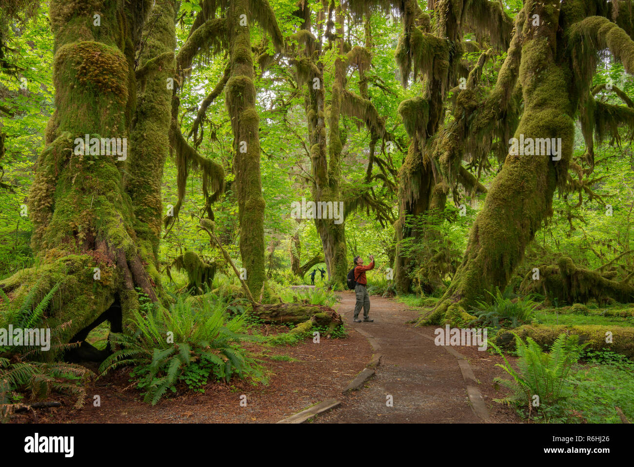 Hall de mousses Trail, Hoh Rainforest, Olympic National Park, Washington. Banque D'Images