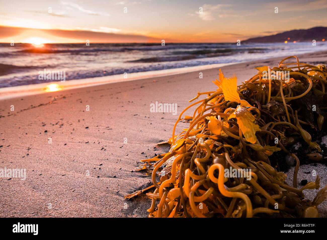 Les algues lavées sur une plage de sable fin, baignée dans la lumière au coucher du soleil ; la plage de Malibu, le littoral de l'océan Pacifique, Los Angeles County, Californie Banque D'Images
