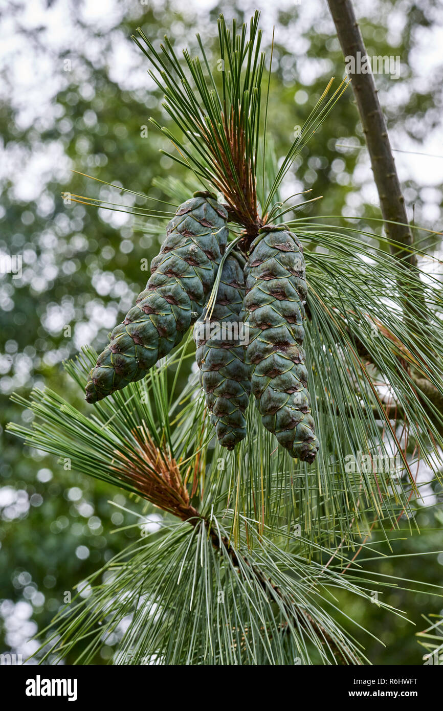 Pin de l'Himalaya, Pinus wallichiana - libre de cônes de pin, vert fermé proches de la maturité Banque D'Images