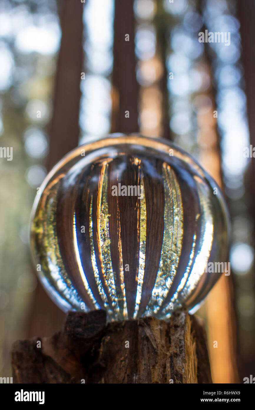 Bosquet de grands troncs d'arbres Séquoia Séquoia géant en forêt capturés en bille de verre reflet dans les montagnes de la Sierra Nevada de Californie Banque D'Images