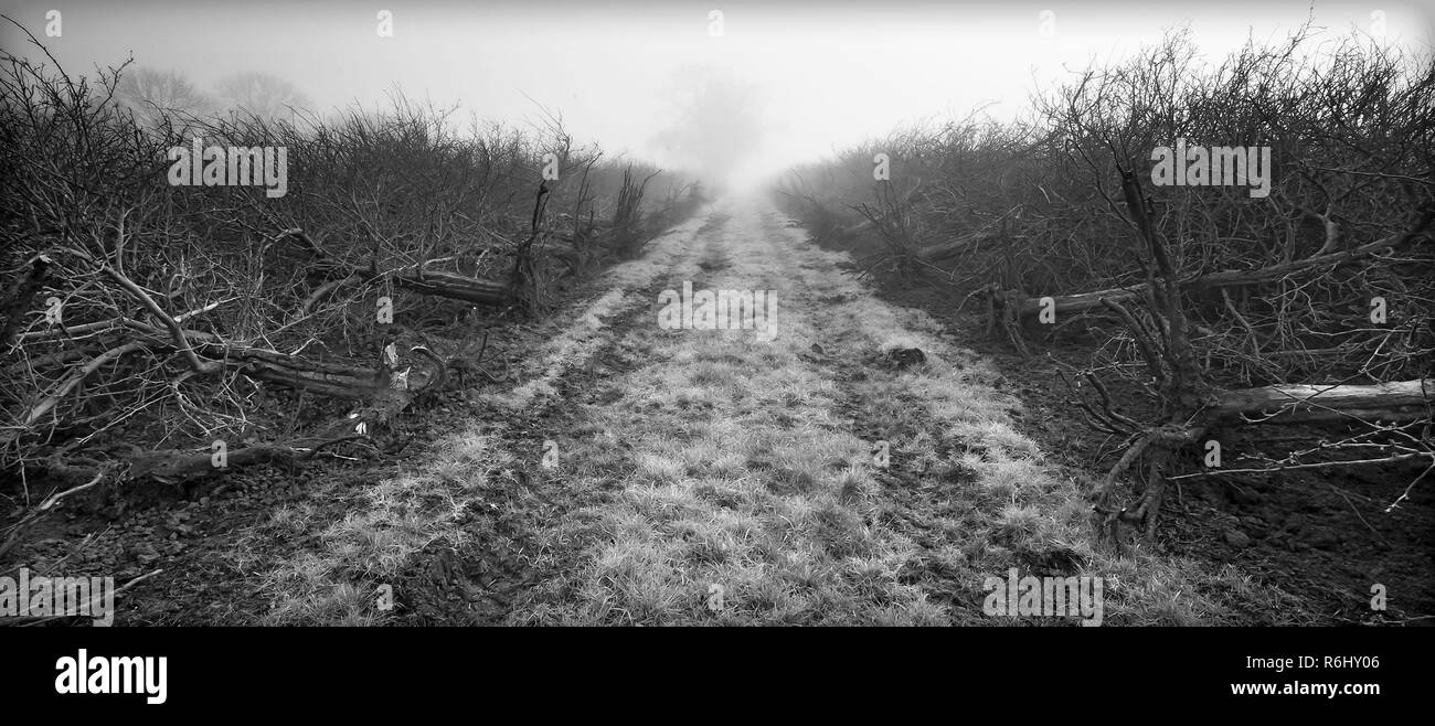 Les arbres abattus dans la région de Misty Landscape Banque D'Images Les arbres abattus dans la région de Misty Landscape Banque D'Images