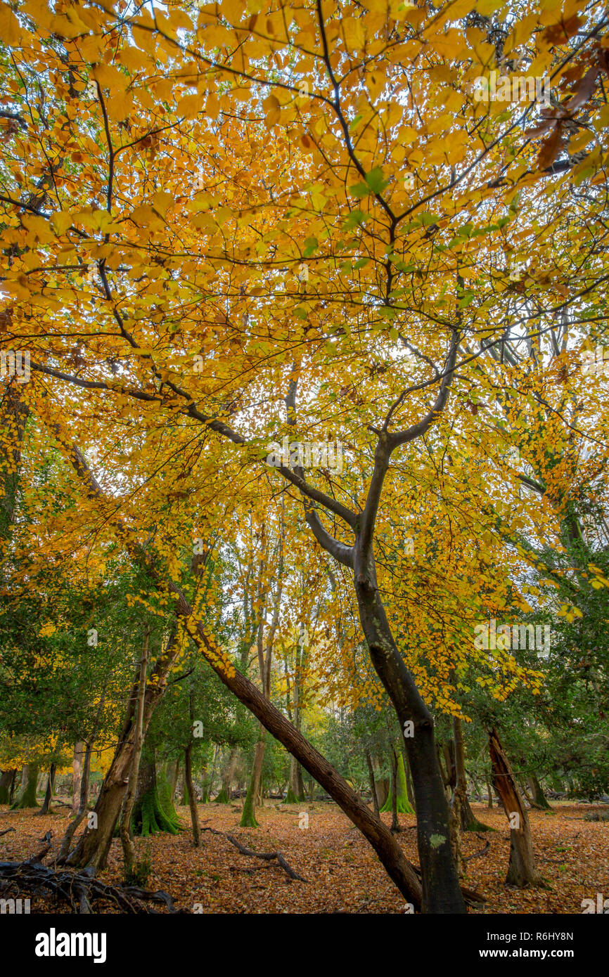 Nouvelle scène forestiers Forêt automne Banque D'Images