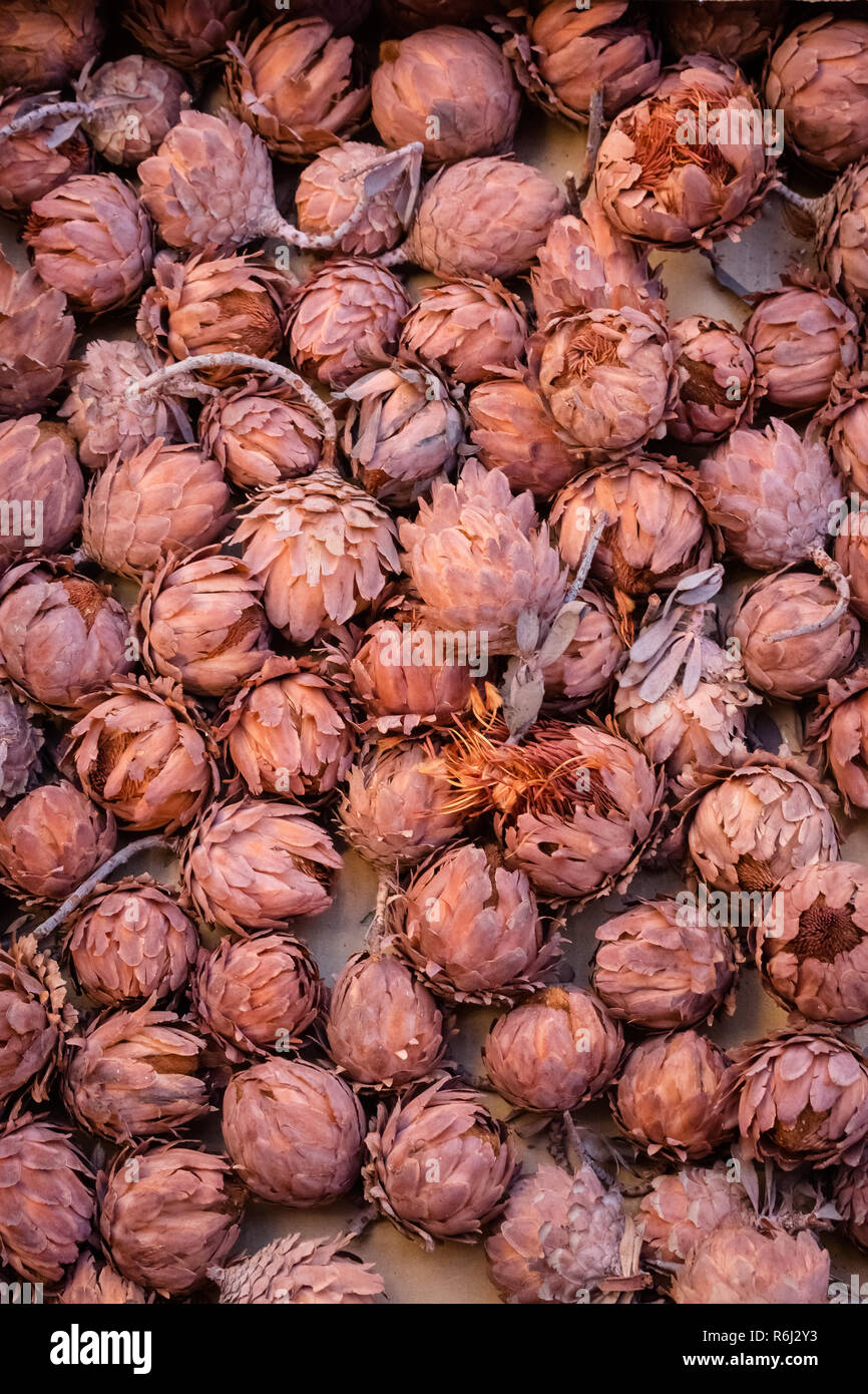 3 fleurs de la sucrerie, fermé Banque D'Images
