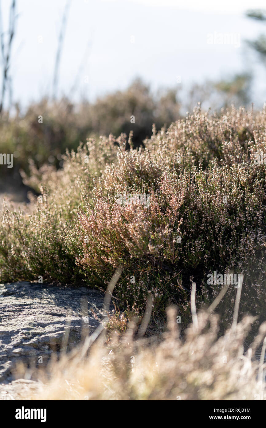 Belle nature prairie avec de l'herbe de montagne. Arrière-plan de l'été. Banque D'Images