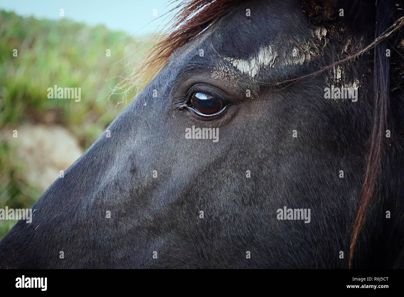 Le cheval brun portrait dans la nature Banque D'Images