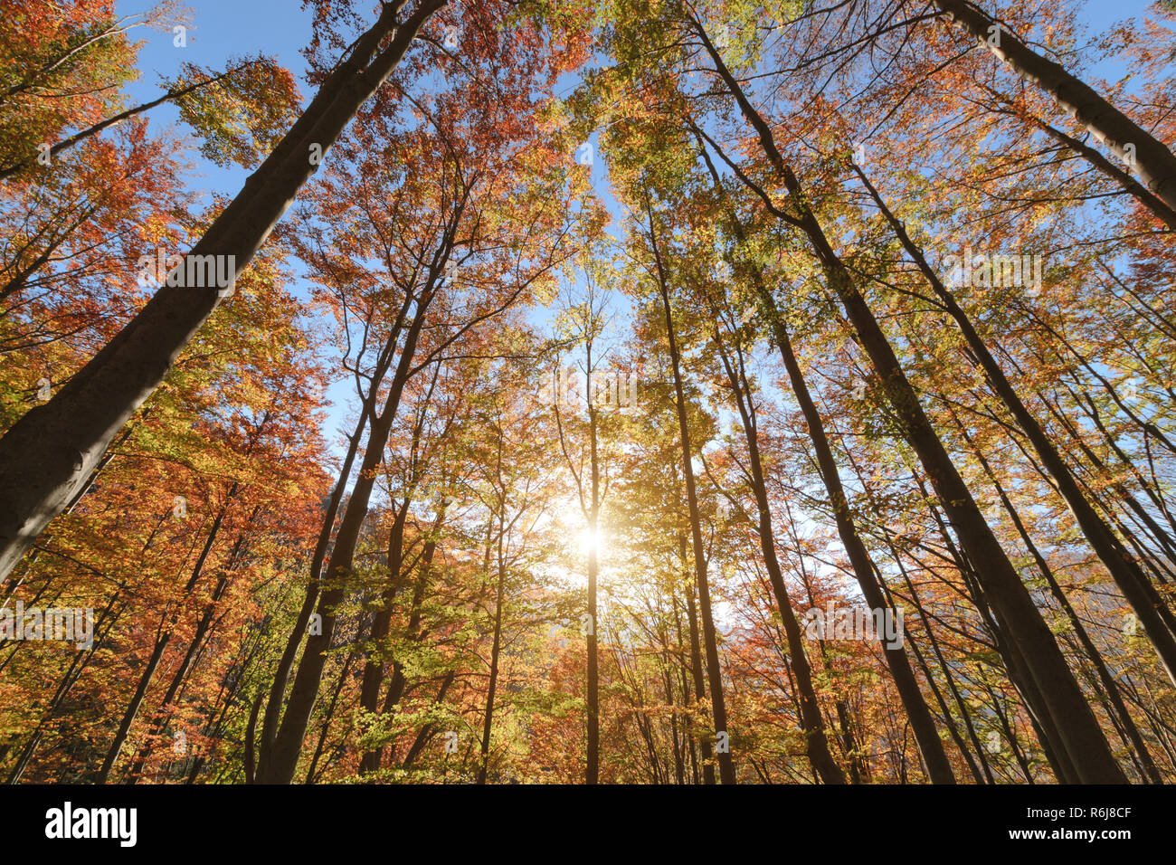 De beaux arbres en contre-jour sur le ciel bleu. Après-midi à la forêt d'automne. La Slovaquie. L'Europe. Banque D'Images