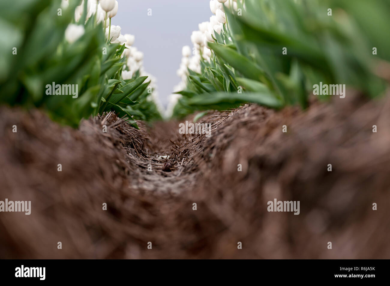 Image typique des Pays-Bas. Tulipes en bas des lignes et couleurs différentes poussent dans les terres arables et de fleur d'être récoltées pour l'exportation dans le monde entier. Banque D'Images