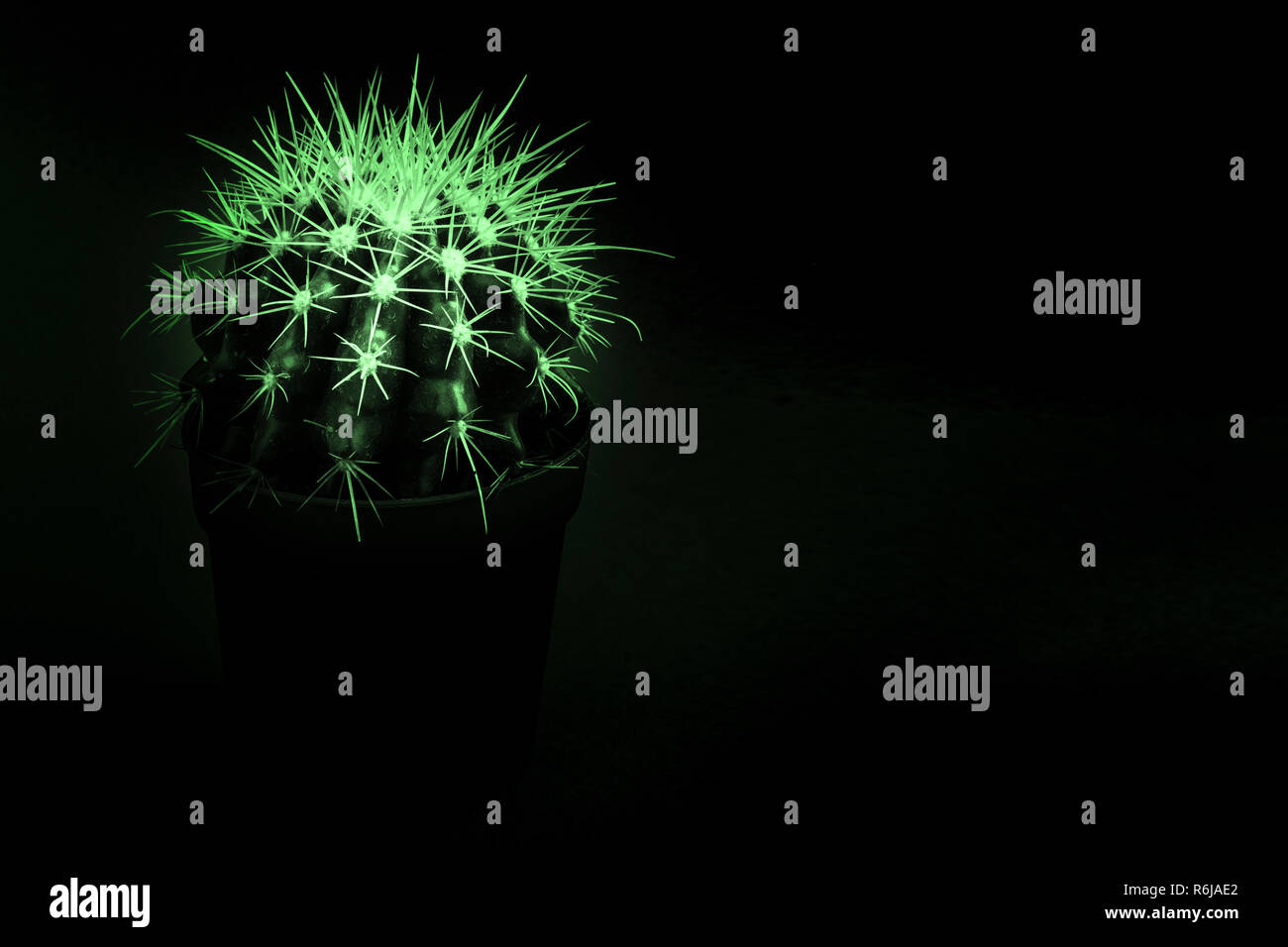 Cactus est surligné en vert dans le noir Banque D'Images