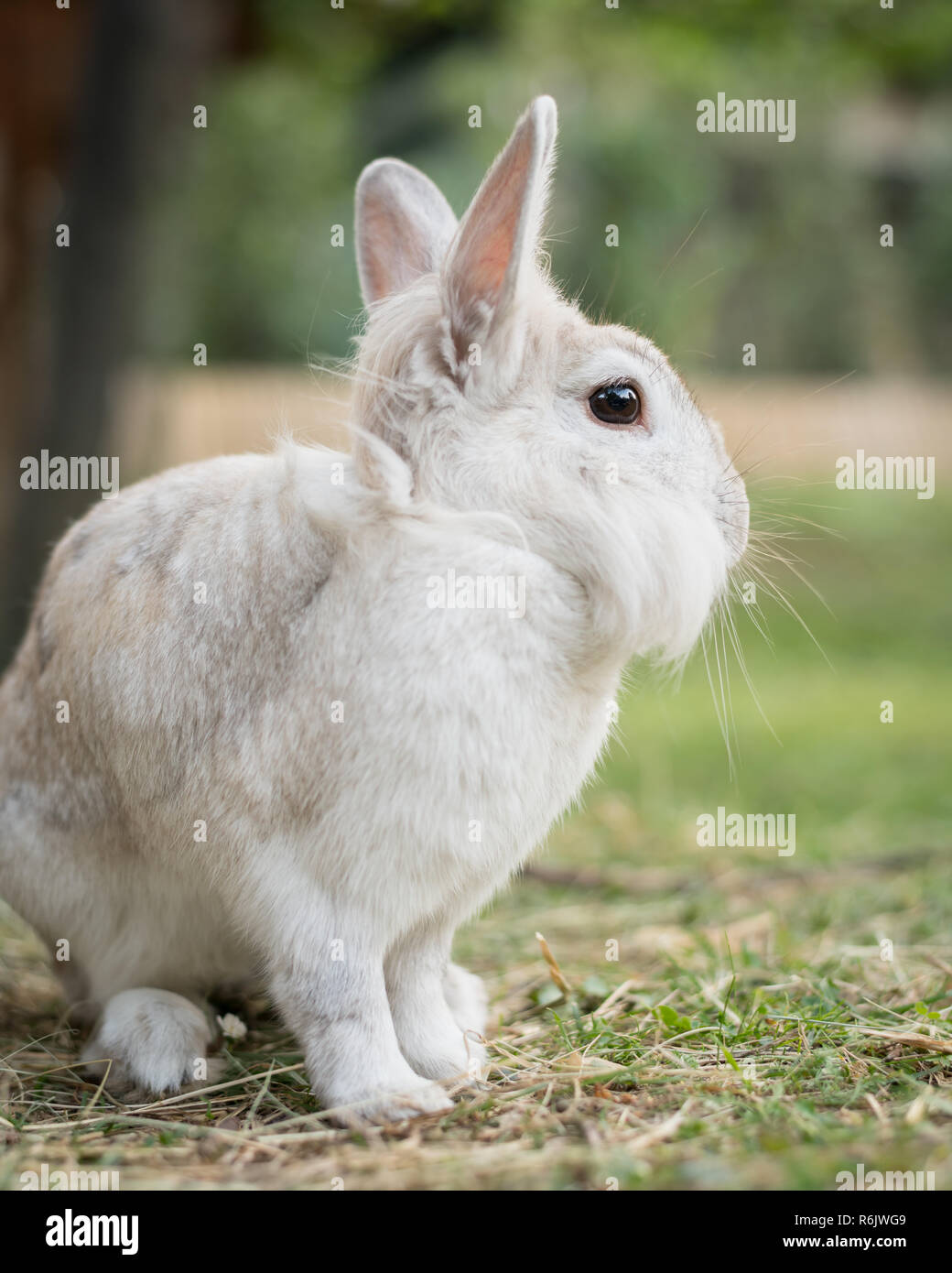 Un lapin nain blanc (lions head) assis dans l'herbe, manger Banque D'Images