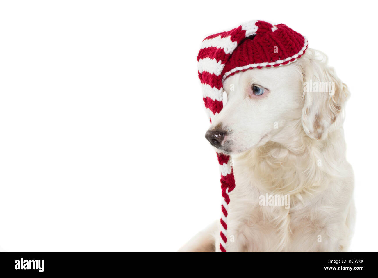 Chien Noël Bannière Chiot Mignon Aux Yeux Bleus Portant Un