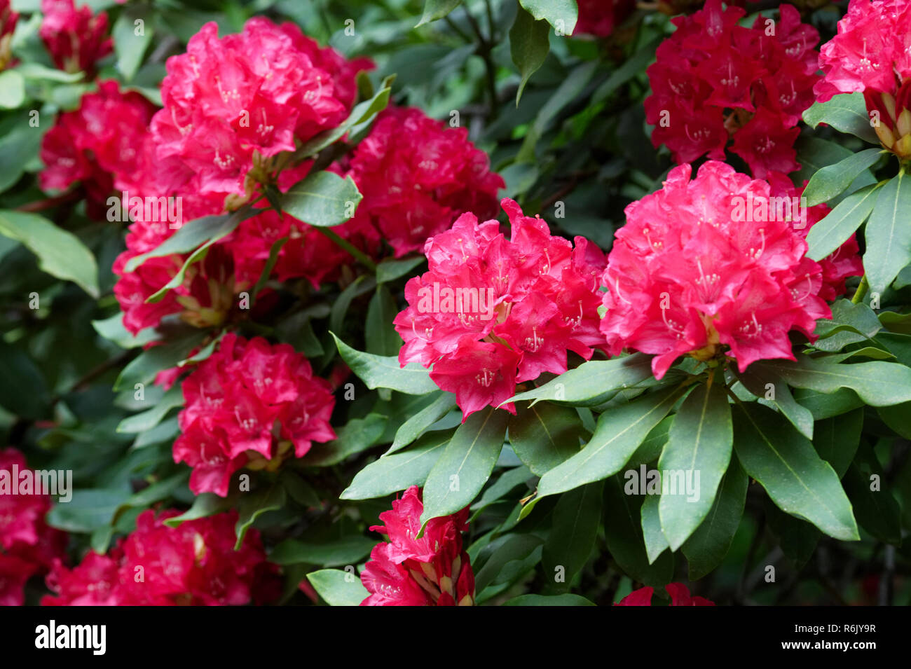 Rhododendron 'Madame de Bruin' fleurs. Banque D'Images