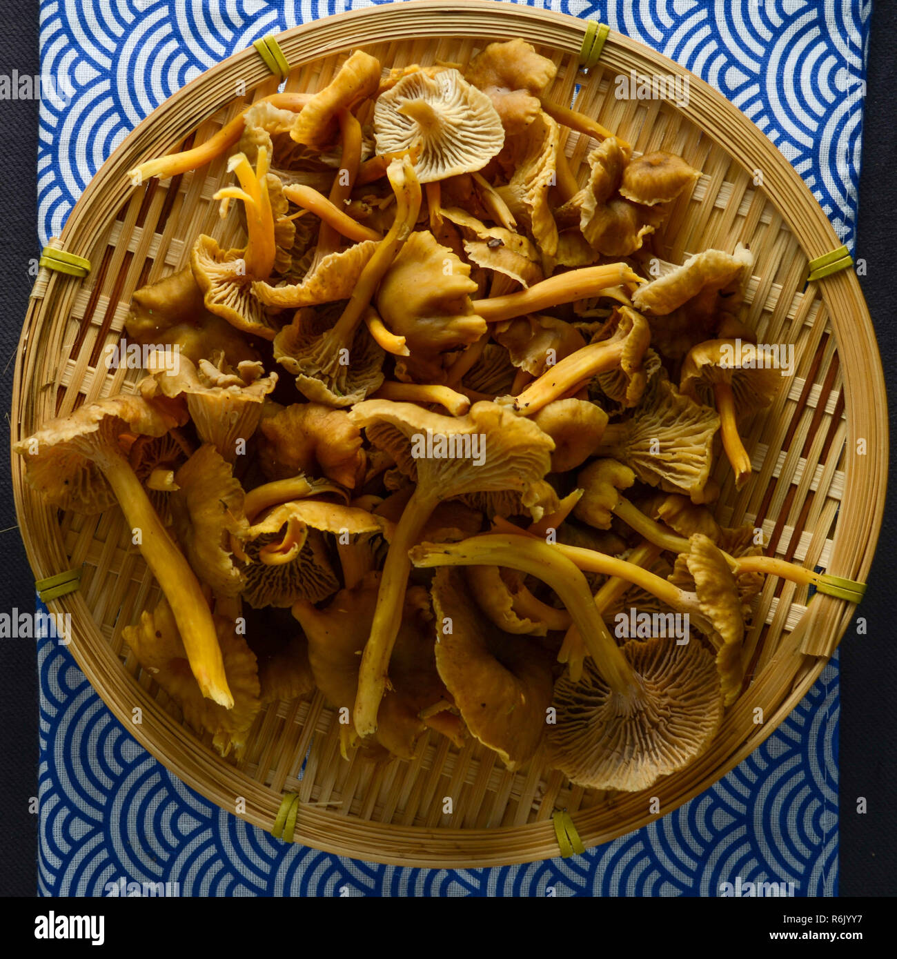 Chanterelles champignons blanches yellow foot ou d'hiver, présentés ici dans une télévision à jeter des coup de feu. Banque D'Images