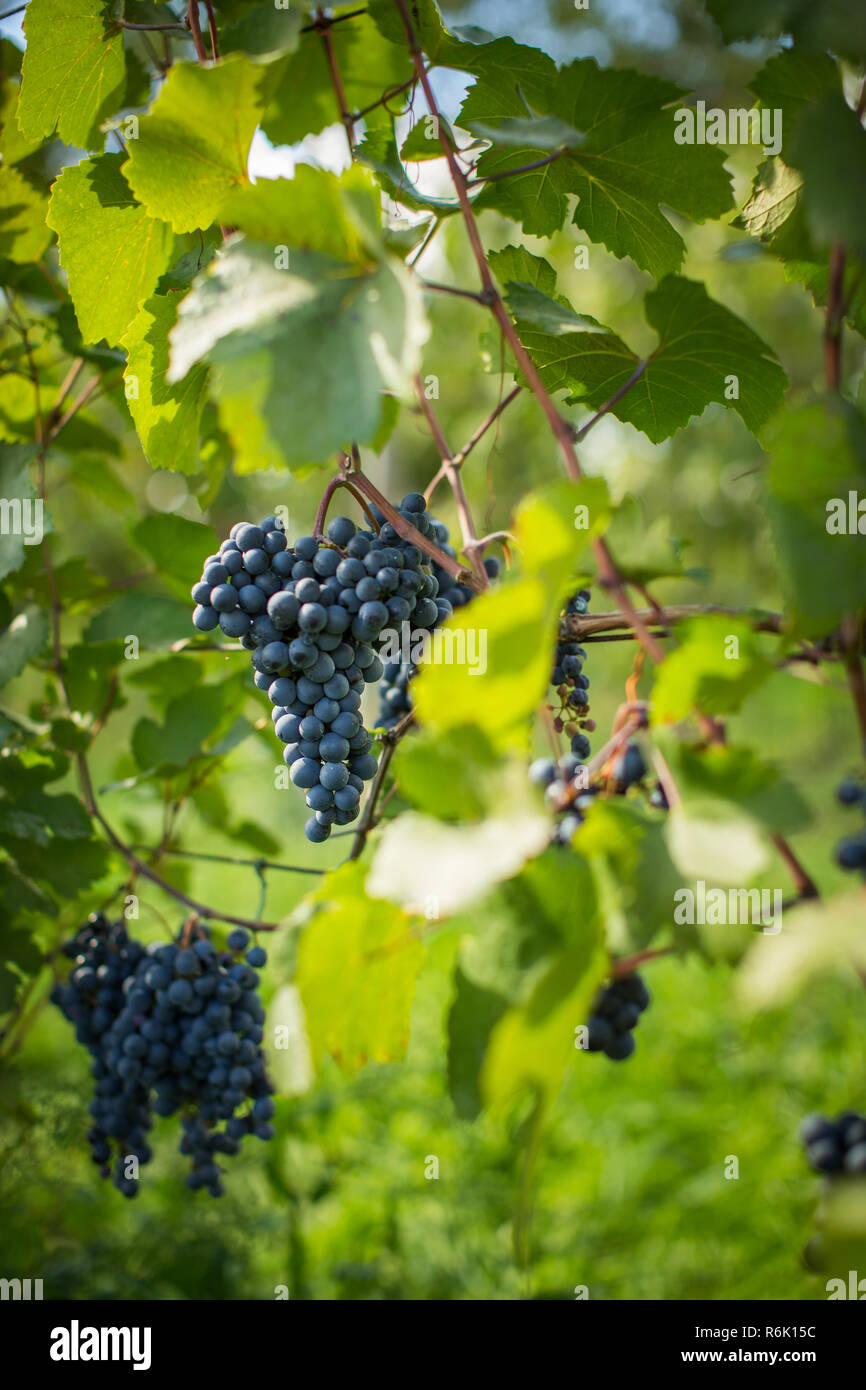 Belle maturité, les raisins rouges dans un vignoble (tons de couleur libre) Banque D'Images