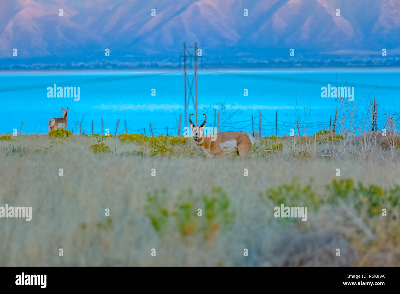 Antilope d'habitat près de l'Utah Lake sur une journée ensoleillée Banque D'Images