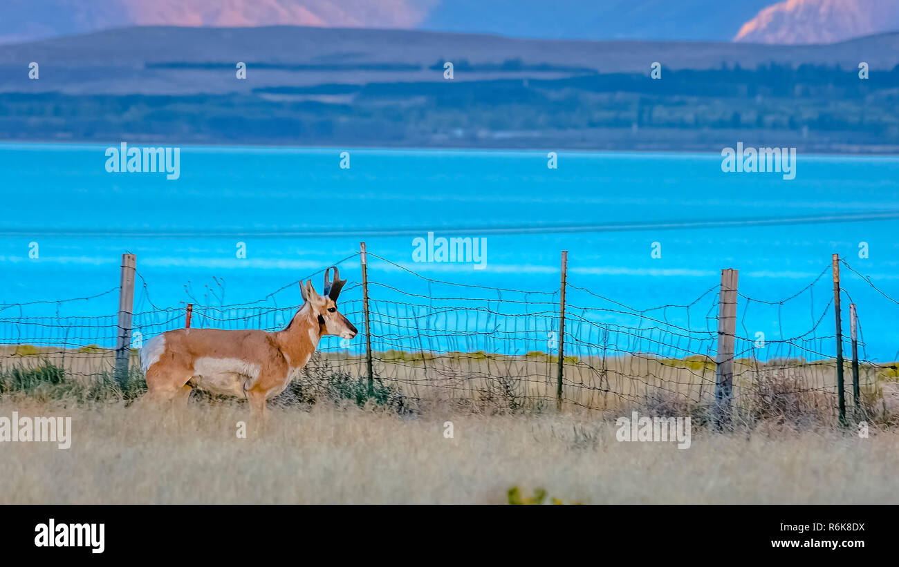 Sur un terrain clos de l'Antilope d'Utah Lake près de la prairie Banque D'Images