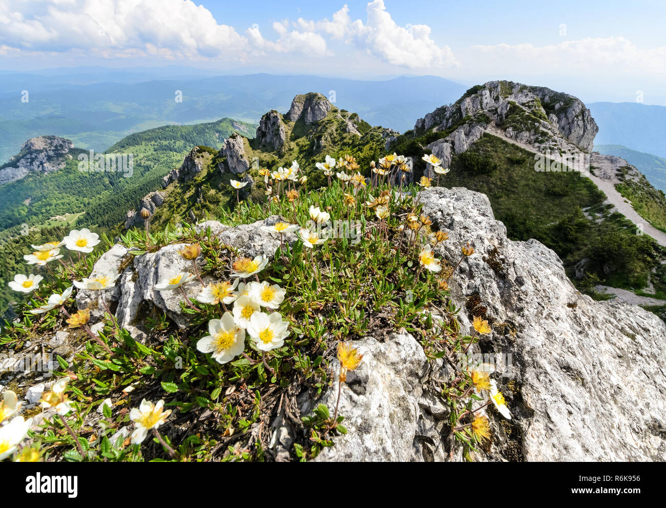 Les fleurs sur la grande colline Rozsutec dans la vallée Vratna au parc national de Mala Fatra, en Slovaquie. Banque D'Images