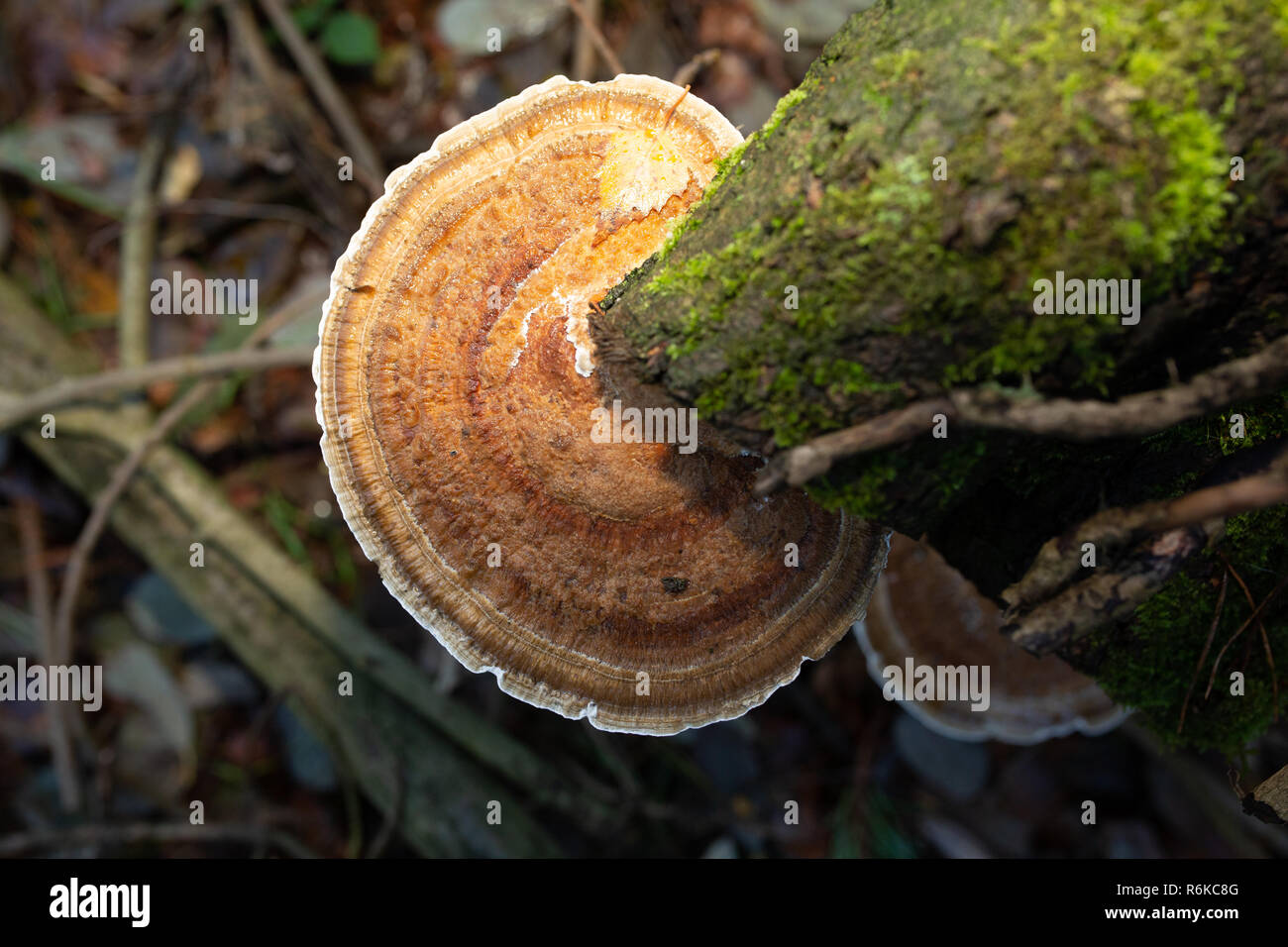 Close-up photographie couleur d'un support circulaire en rougissant polypore sur bois tombé sur-éclairé par le flash de l'appareil photo avec filtre orange. Banque D'Images