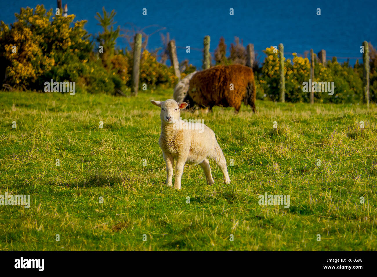 Close up de beaux moutons et vaches brouillée derrière à Chiloé, Chili. Banque D'Images