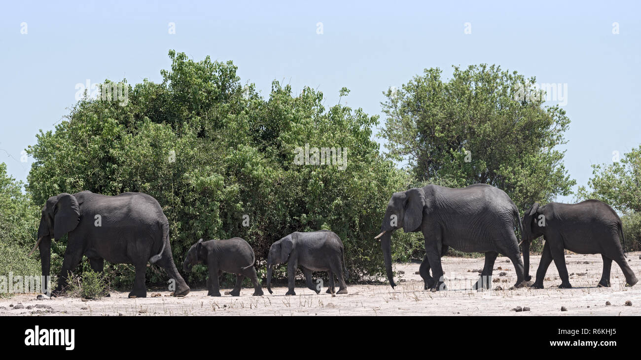 Groupe d'éléphants sur la rivière Chobe/dans le Parc National de Chobe, au Botswana Banque D'Images