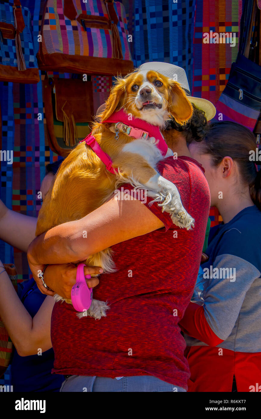 OTAVALO, ÉQUATEUR, 06 novembre 2018 : vue extérieure de touristes non identifiés dans holoding ses mains un superbe chien et acheter des vêtements dans un marché de rue Banque D'Images