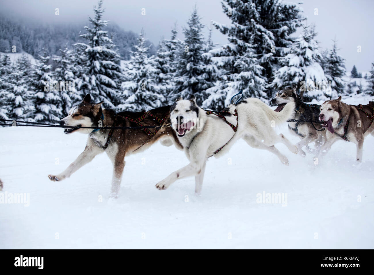 Race Husky Banque D'Images