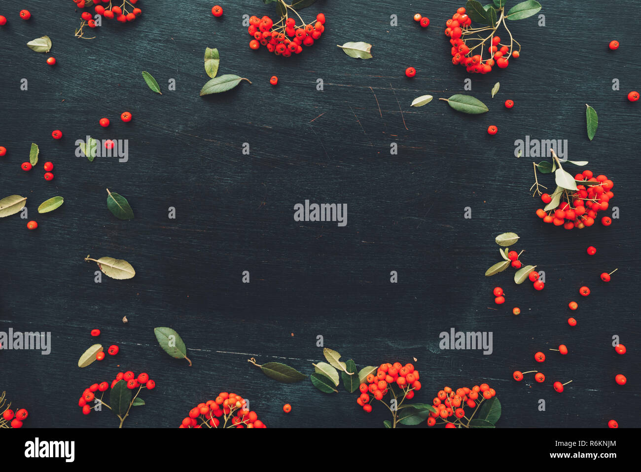 Mise à plat des fruits rouges sauvages sur fond sombre, vue du dessus des saison d'espace copie toile avec arrangement modèle des fruits Banque D'Images