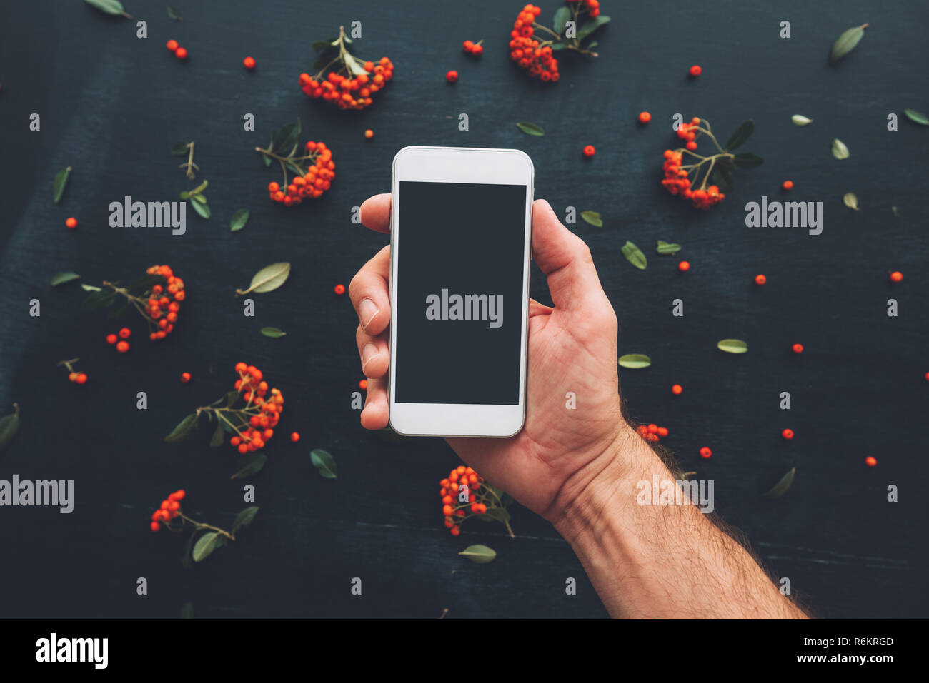 La main à l'aide de l'écran du smartphone des maquettes sur fond sombre décoré de petits fruits sauvages arrangement Banque D'Images
