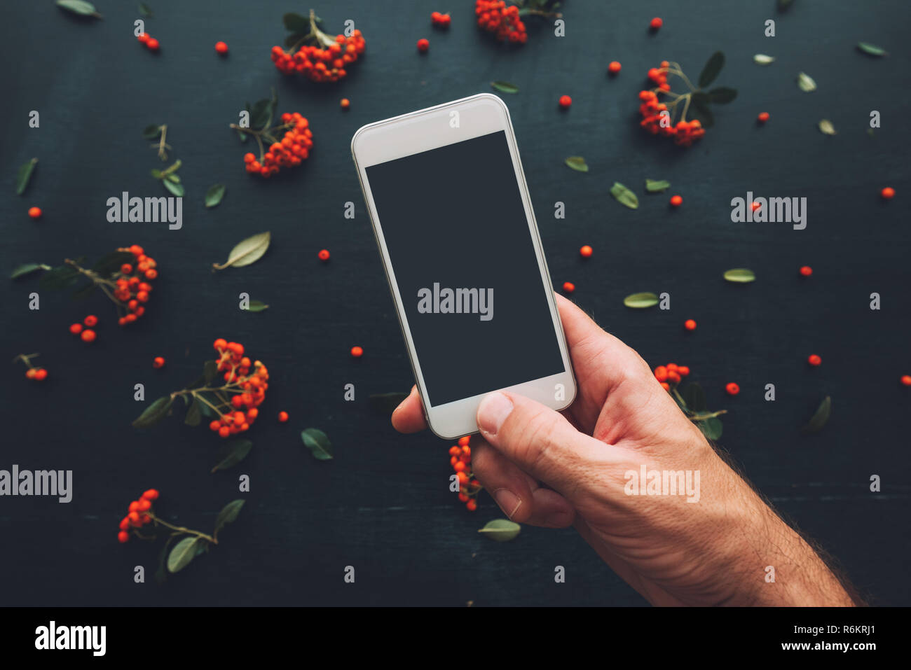 La main à l'aide de l'écran du smartphone des maquettes sur fond sombre décoré de petits fruits sauvages arrangement Banque D'Images