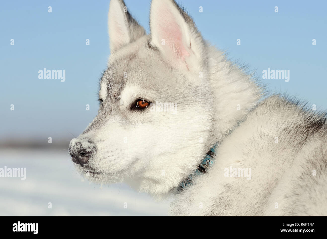 Siberian husky chien gris et blanc, bleu ciel et gros plan du côté droit tonique Banque D'Images