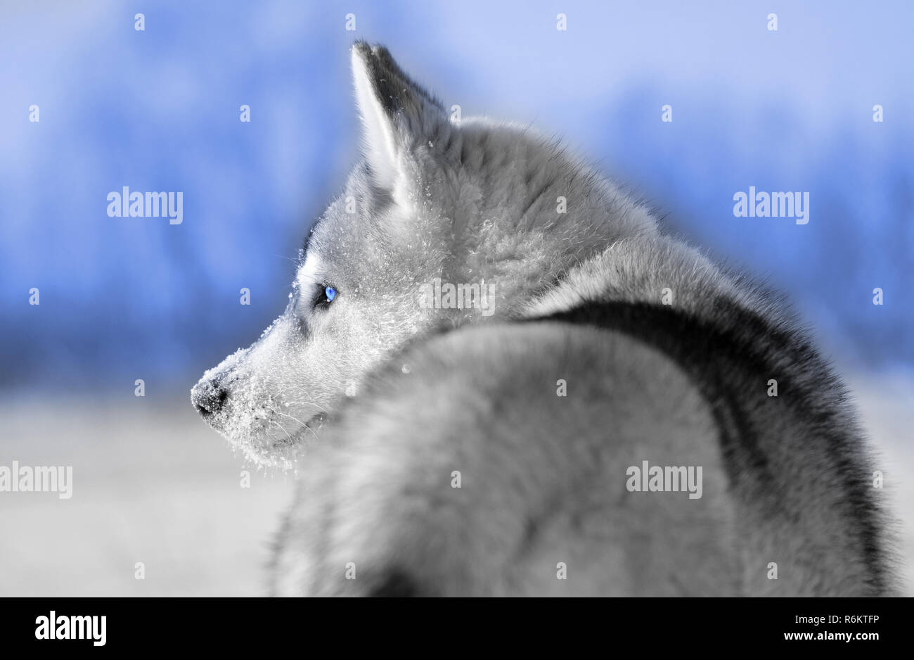 Siberian husky chien gris et blanc, gros plan du côté des yeux bleus et des tons de ciel libre Banque D'Images