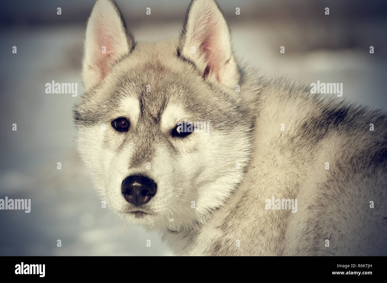 Sad Lonely Siberian Husky Chien Gris Et Blanc Libre En Hiver