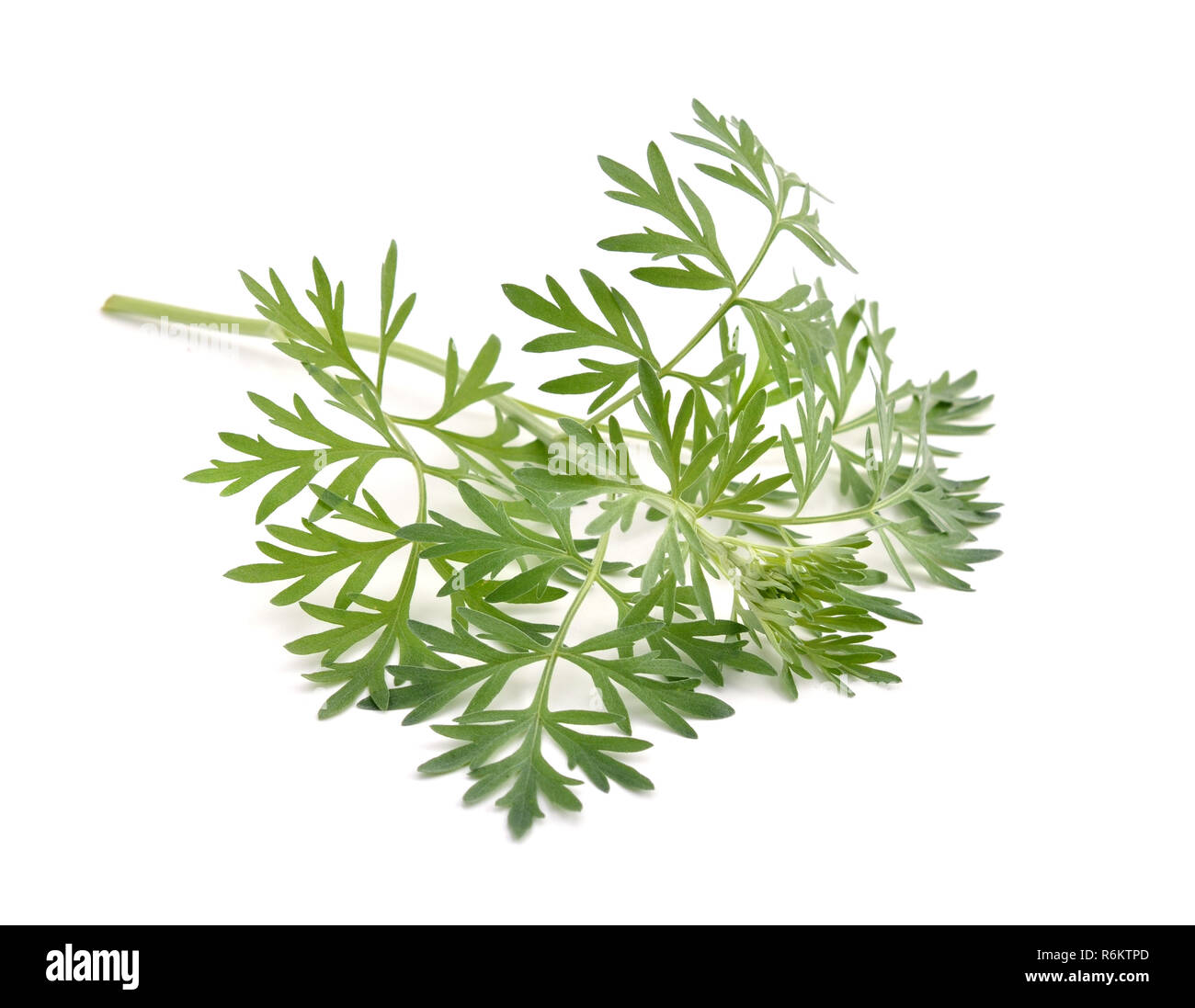 Artemisia absinthium isolé sur fond blanc. Banque D'Images