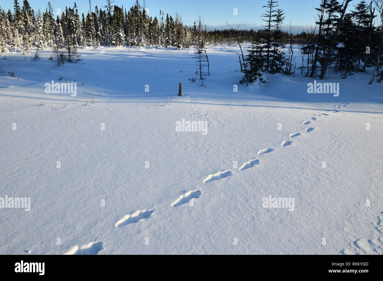 Sur la neige fraîche des pistes de lynx au sunrise Banque D'Images