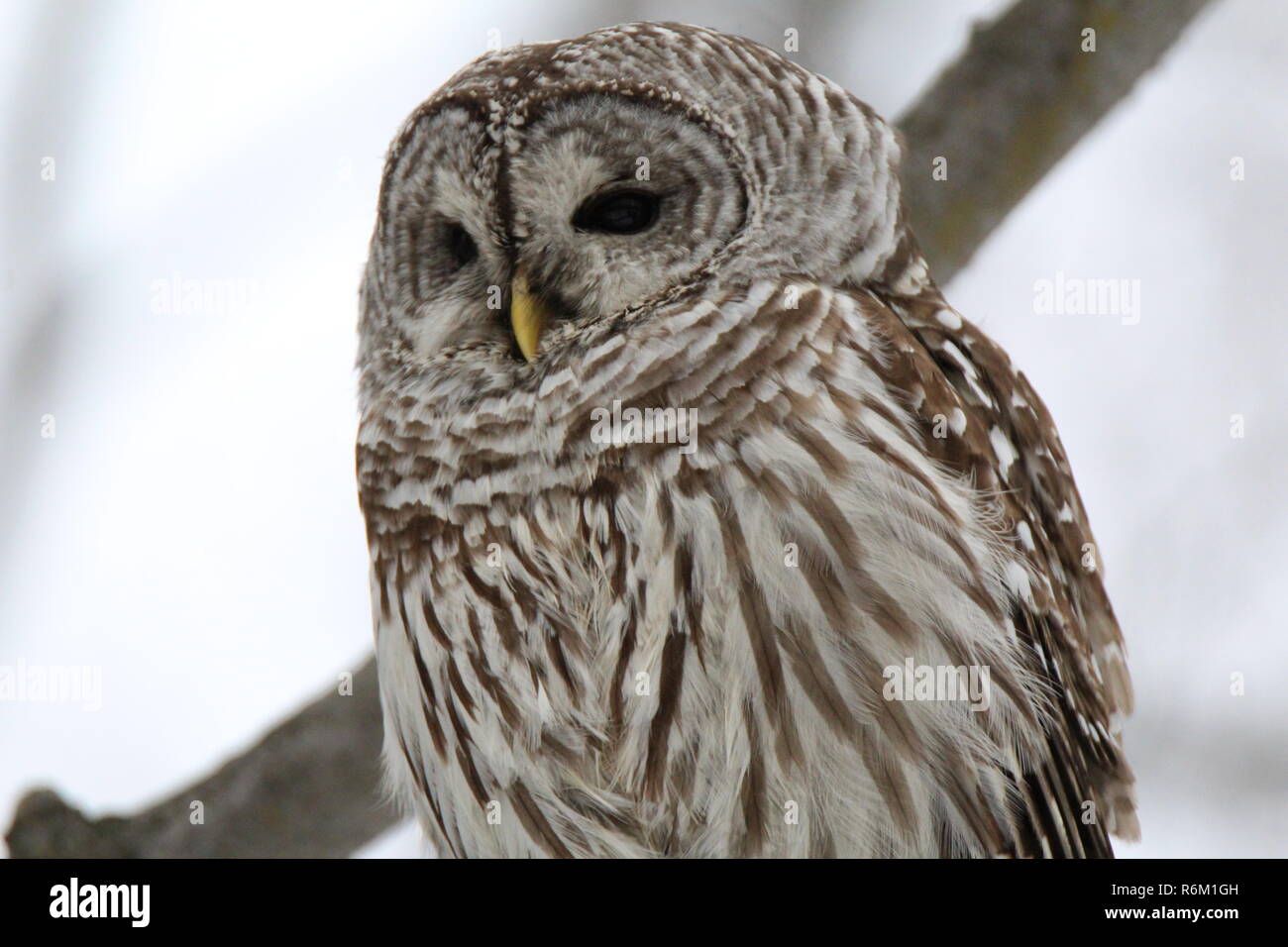 Owl dans la forêt / Chouette rieuse en foret Banque D'Images