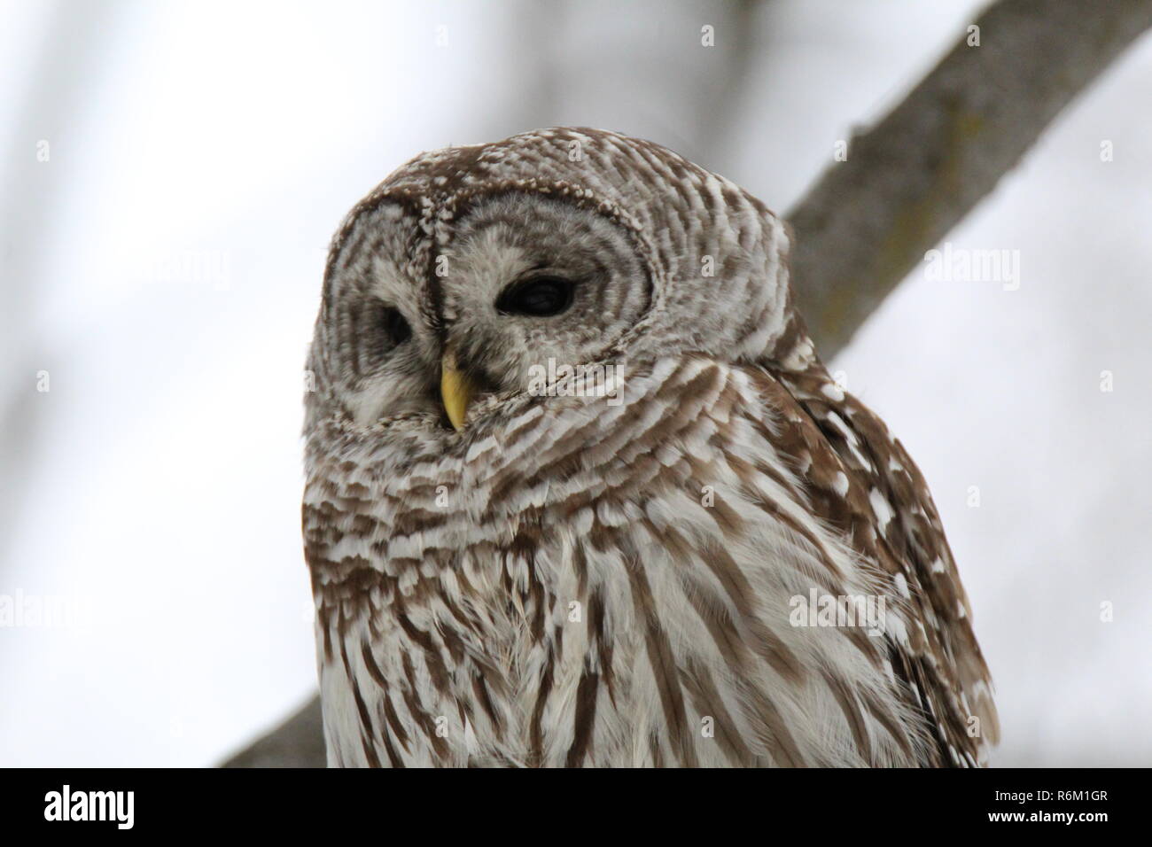 Owl dans la forêt / Chouette rieuse en foret Banque D'Images