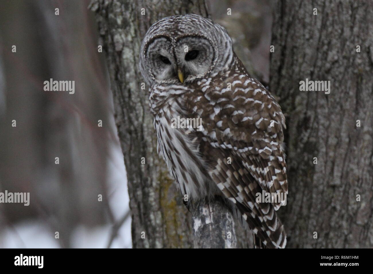 Owl dans la forêt / Chouette rieuse en foret Banque D'Images