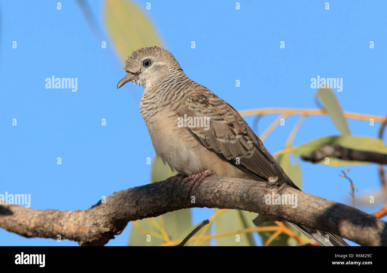 Une colombe pacifique, Geopelia striata, perché dans un arbre avec ciel bleu et copy space Banque D'Images Une colombe pacifique, Geopelia striata, perché dans un arbre avec ciel bleu et copy space Banque D'Images