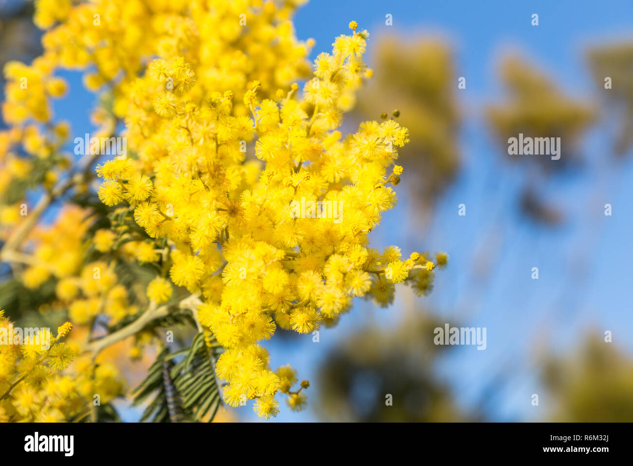 Plante à fleur jaune du mimosa Banque D'Images