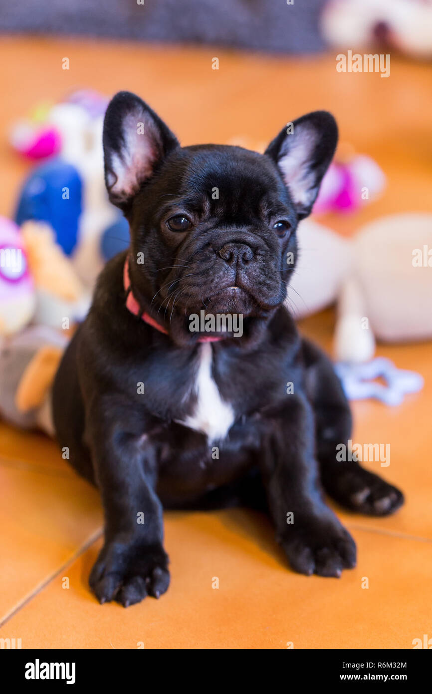 Petit chiot bouledogue français Banque D'Images