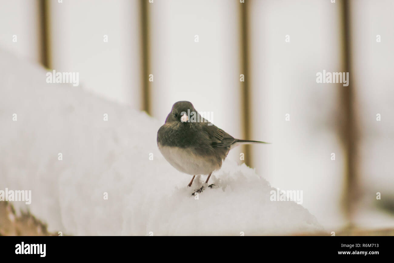 Junco sur une rampe de neige (1) Banque D'Images