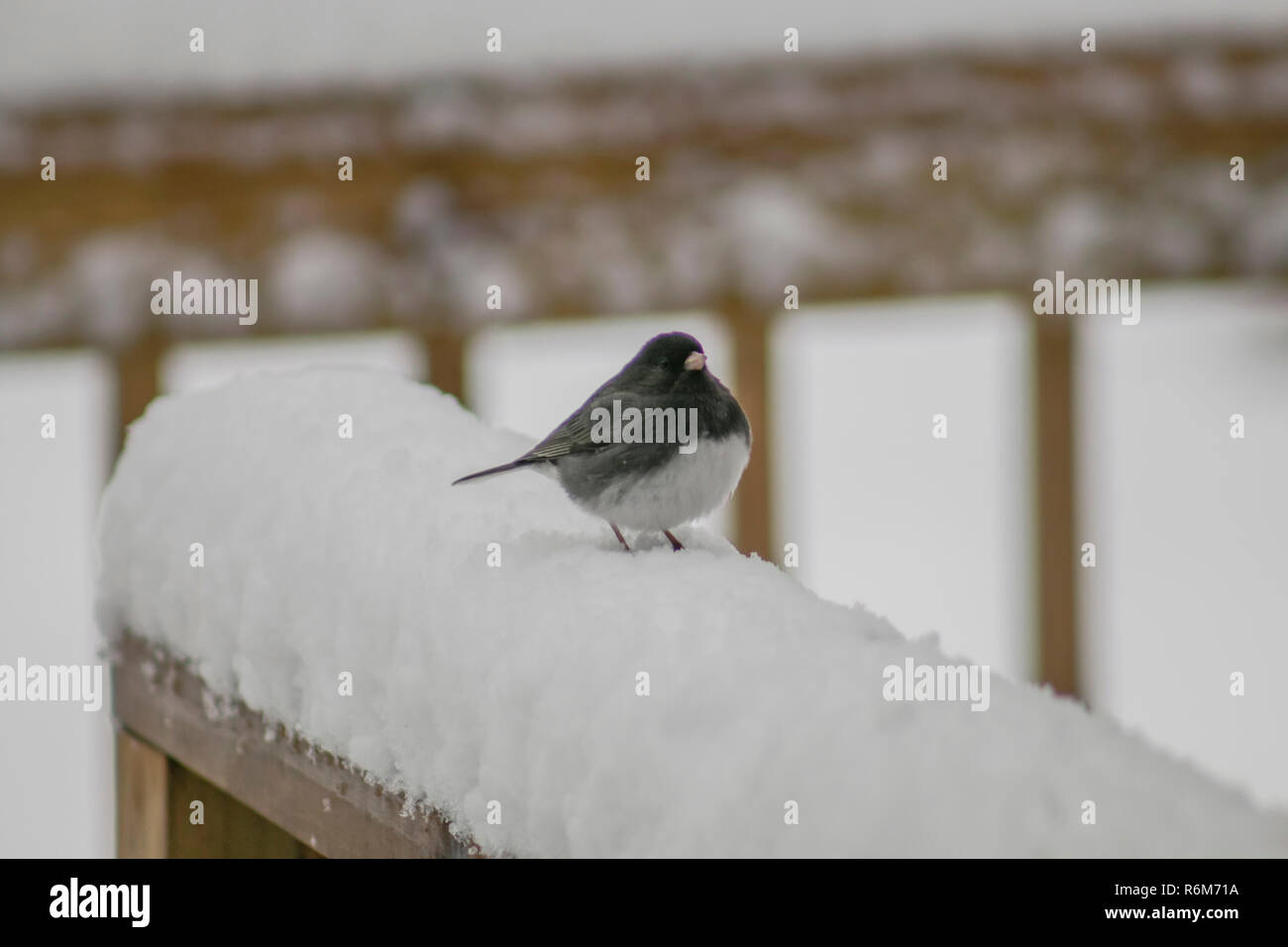 Junco sur une rampe de neige (2) Banque D'Images