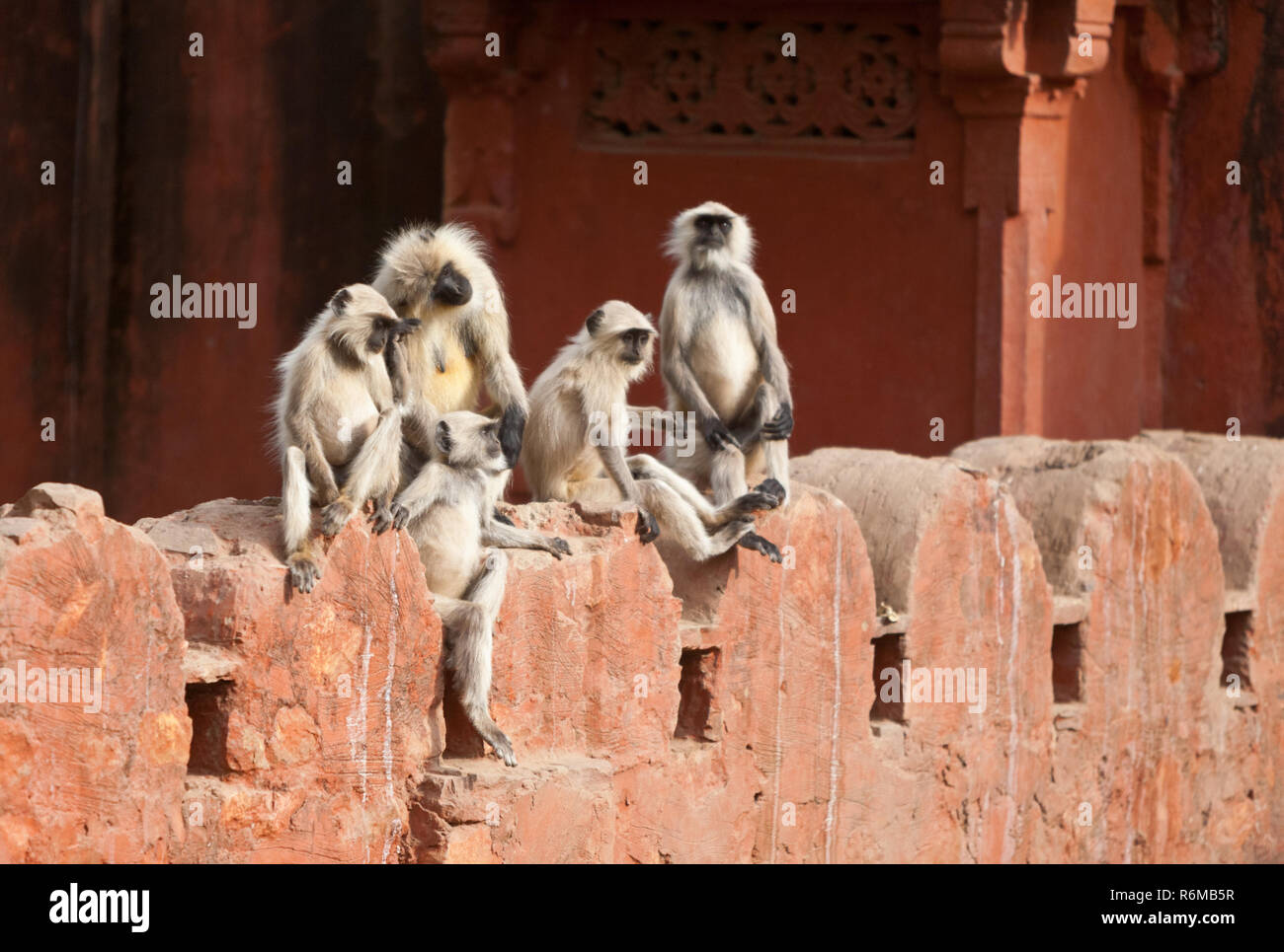 Les singes, Ranthambore, Inde Banque D'Images