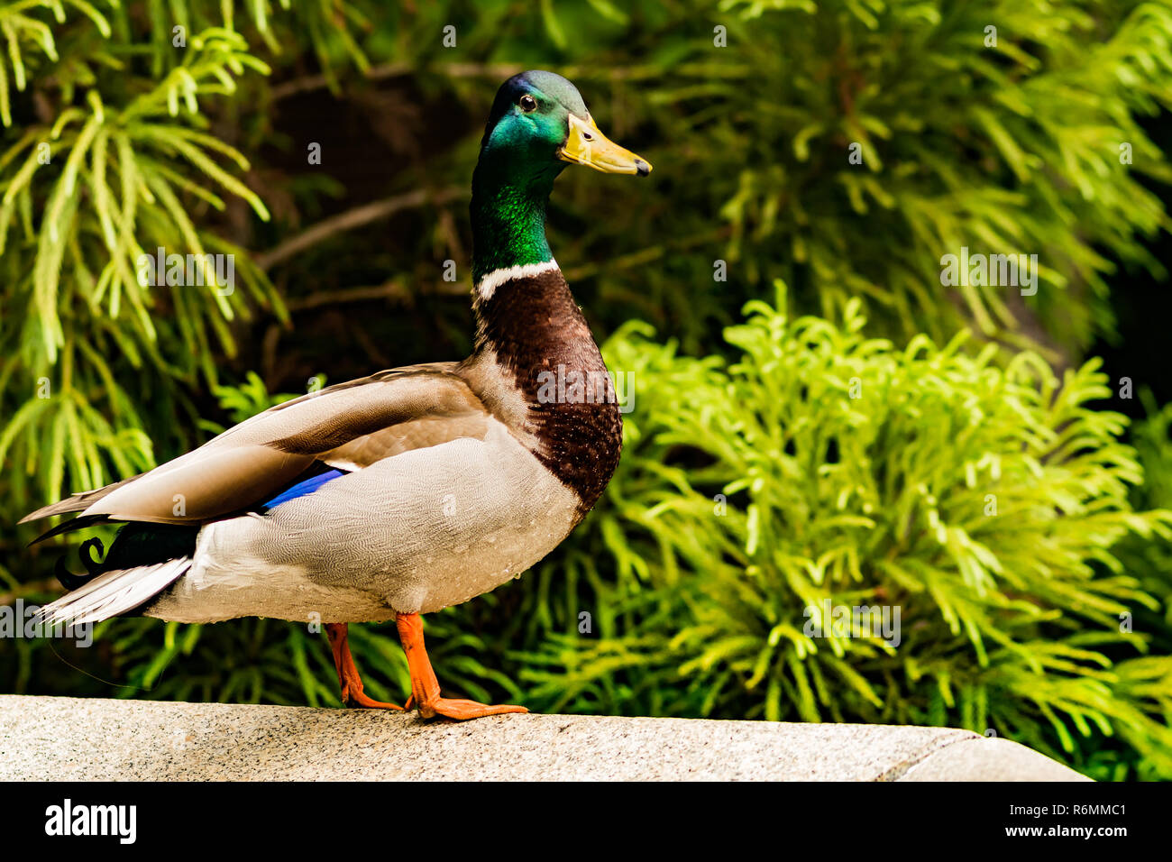 Drake mallard (Anas platyrhynchos) Banque D'Images