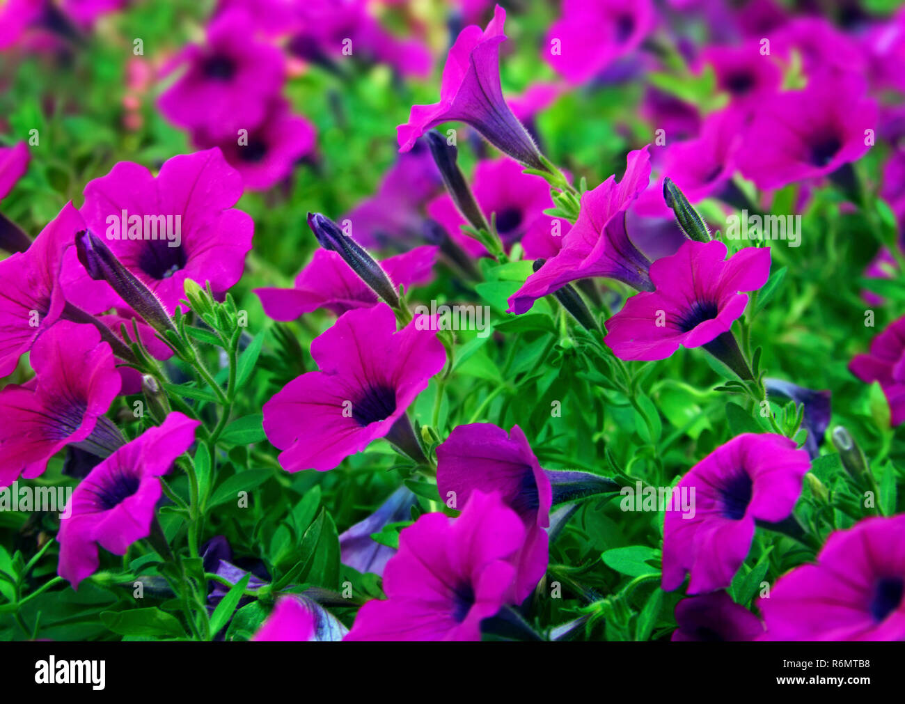 Les pétunias vague pourpre fleur à l'extérieur du centre commercial University à Tuscaloosa, Alabama, 14 août 2009. Banque D'Images
