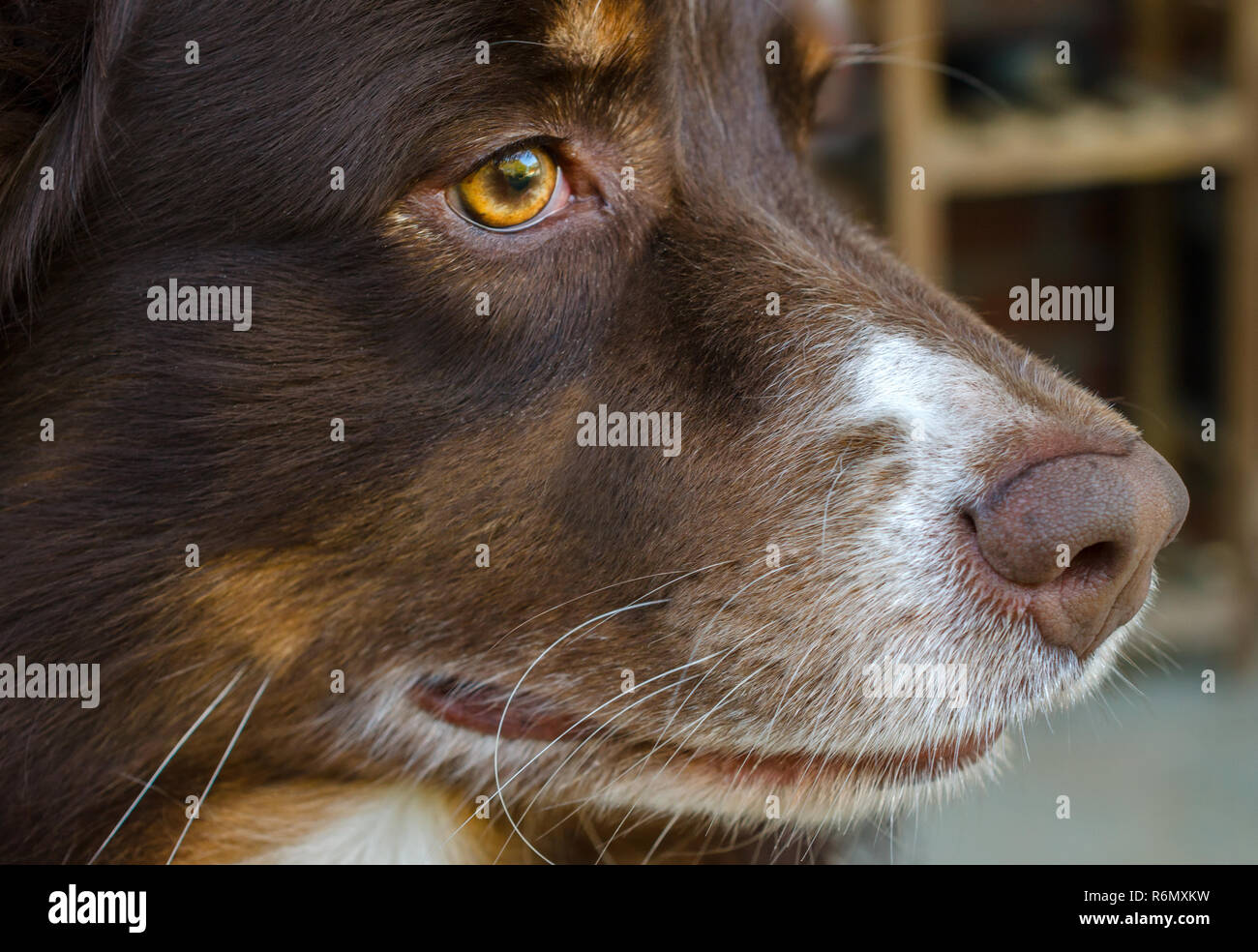 Cowboy, un six-année-vieux chien de berger australien, est photographié le 11 avril 2014. Banque D'Images