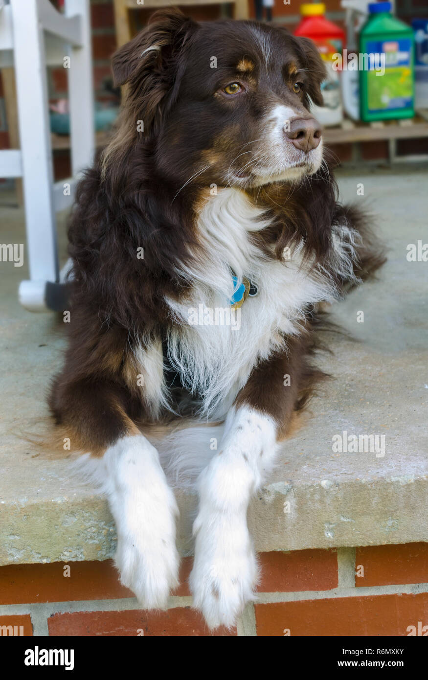 Cowboy, un six-année-vieux chien de berger australien, repose sur un porche en Alabama, le 11 avril 2014. Banque D'Images